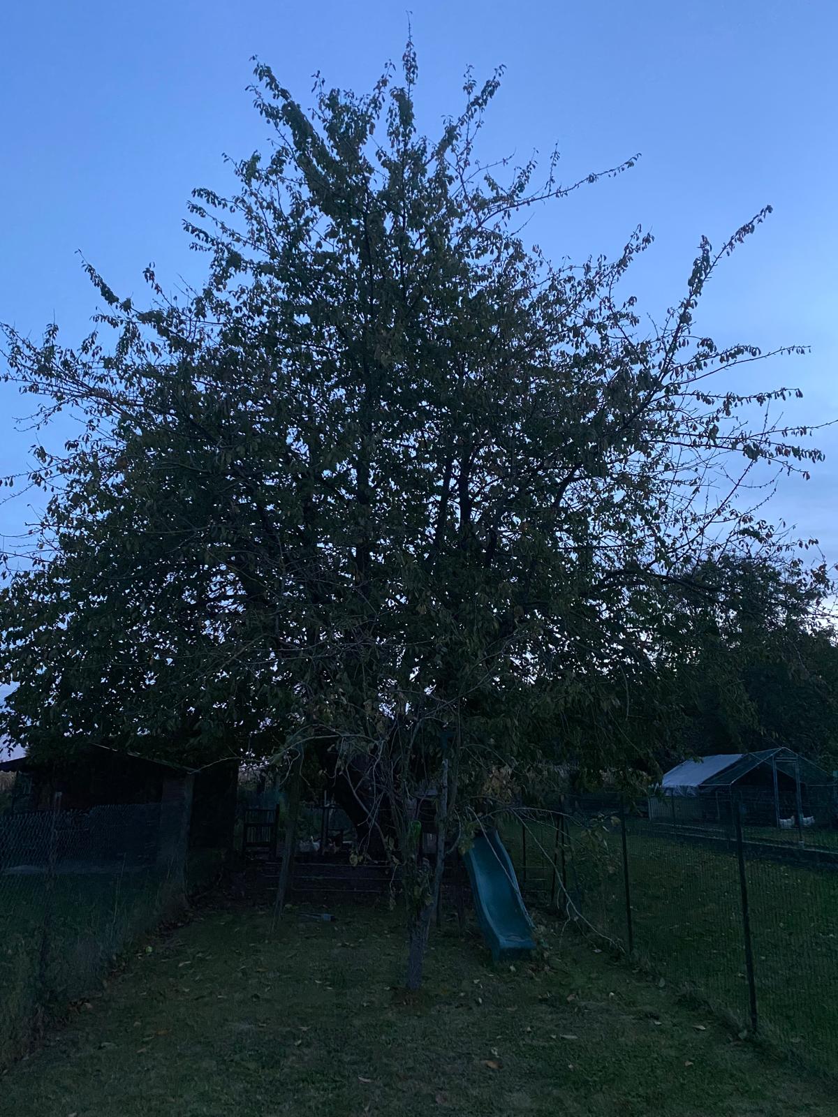 Cerisier de jardin avant élagage