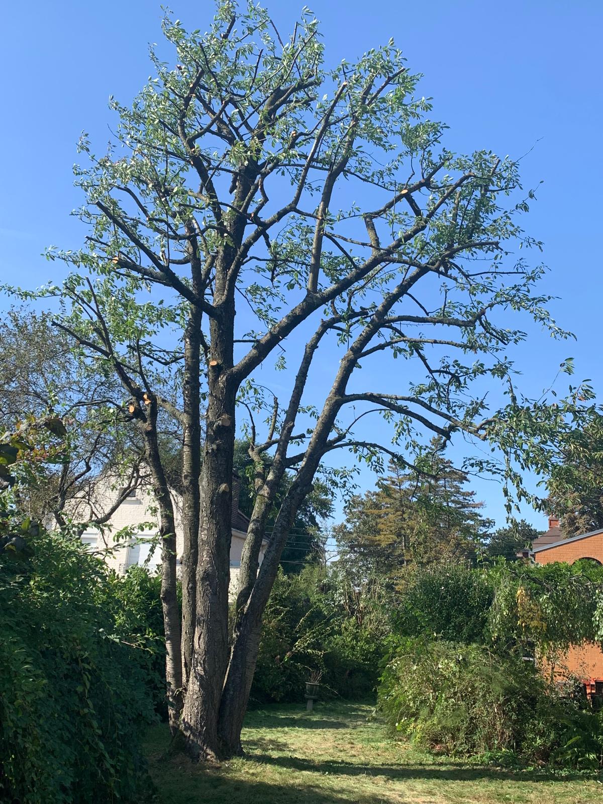 Arbre fruitier éclairci après une taille douce