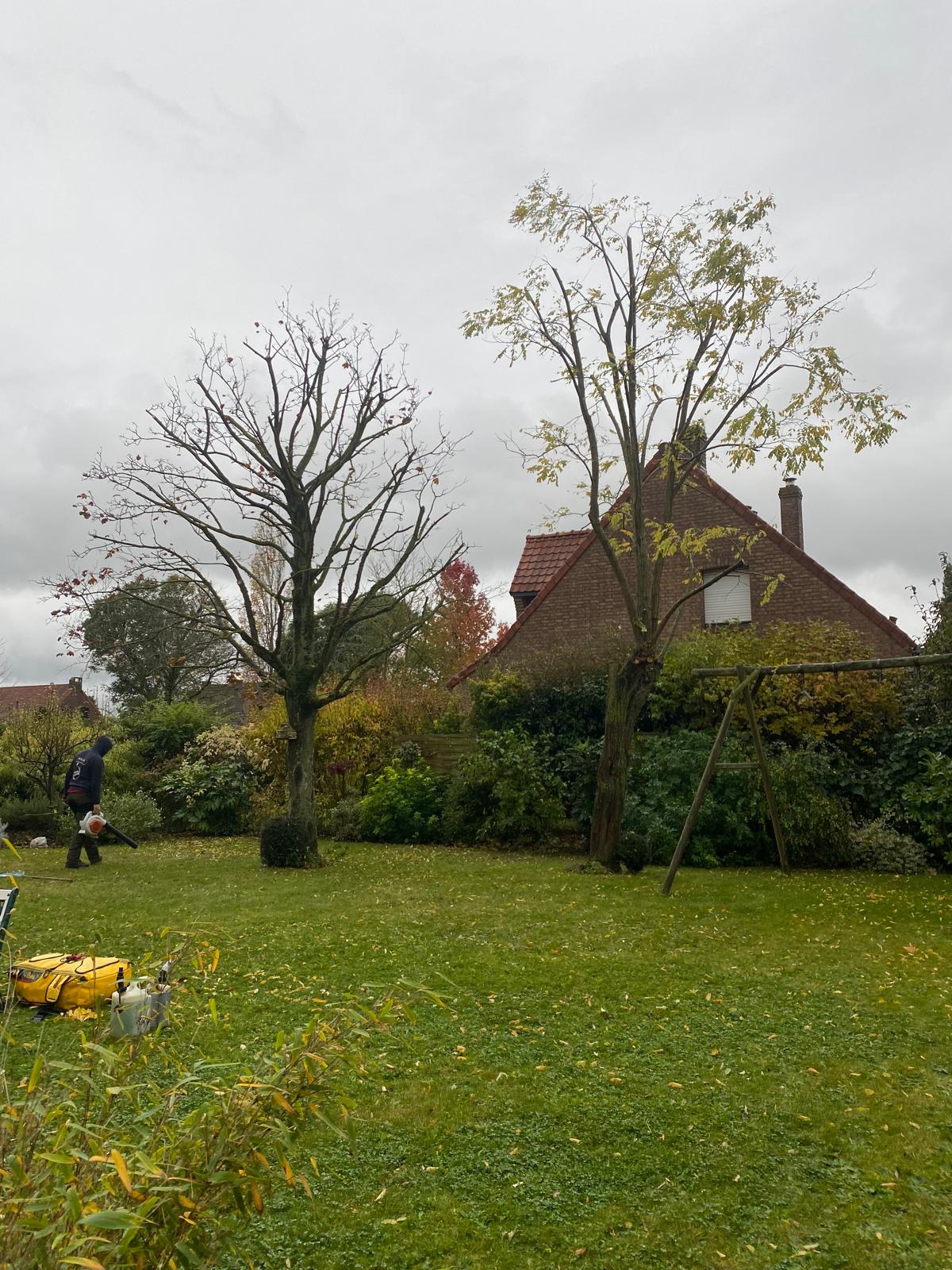 Deux arbres de jardin étêtés et nettoyés en fin de chantier