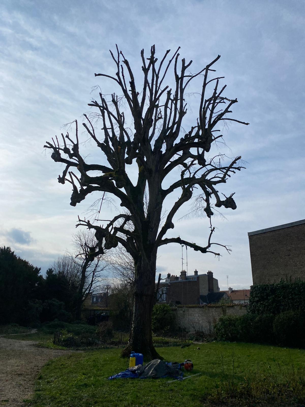 Arbre étêté et réduit en couronne après une intervention d'élagage dans l'Oise