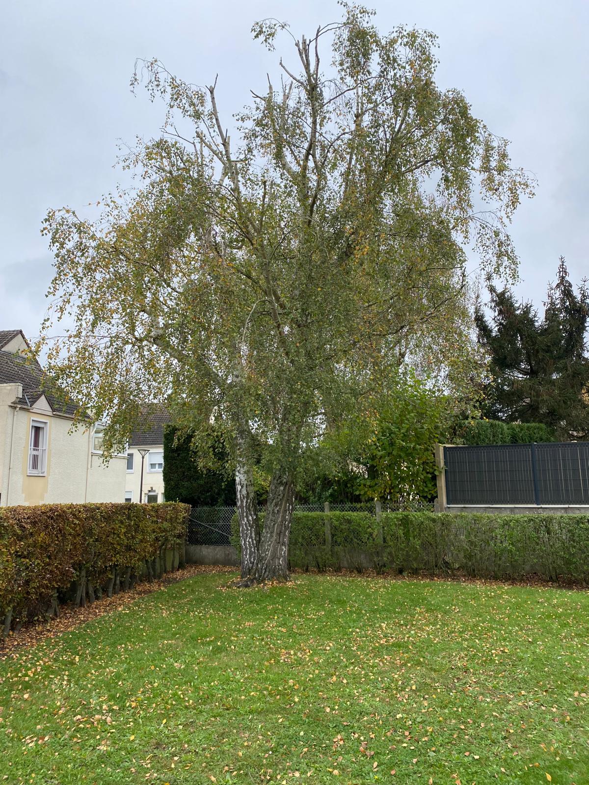 Grand bouleau en jardin de particulier avant élagage