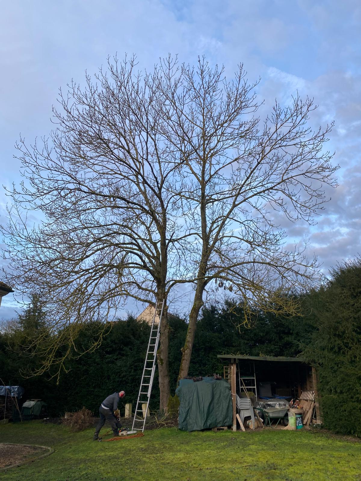 Arboriste grimpeur préparant l'élagage d'un grand noyer à Rivecourt (Oise)