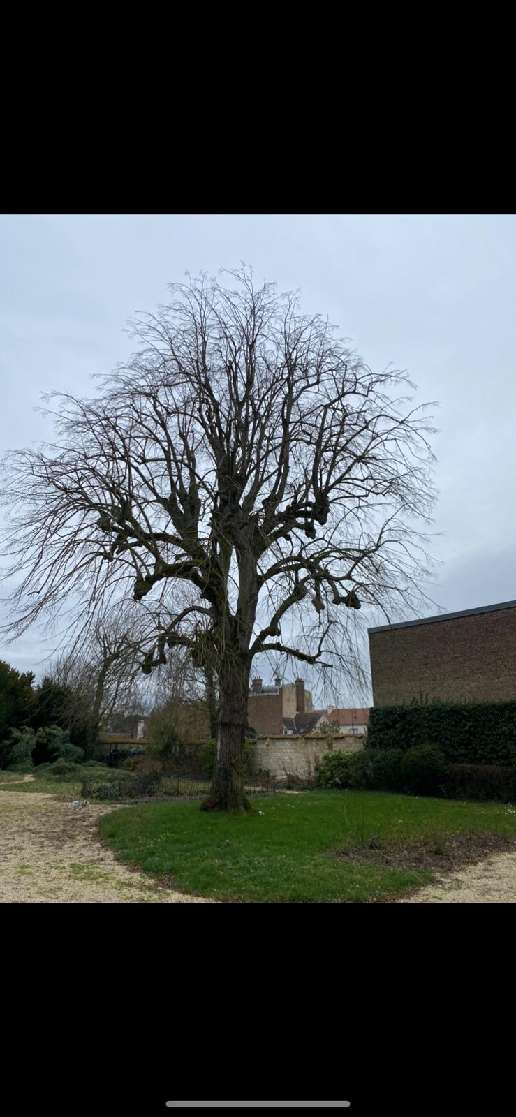 Arbre taillé en tête de chat après une taille de restructuration