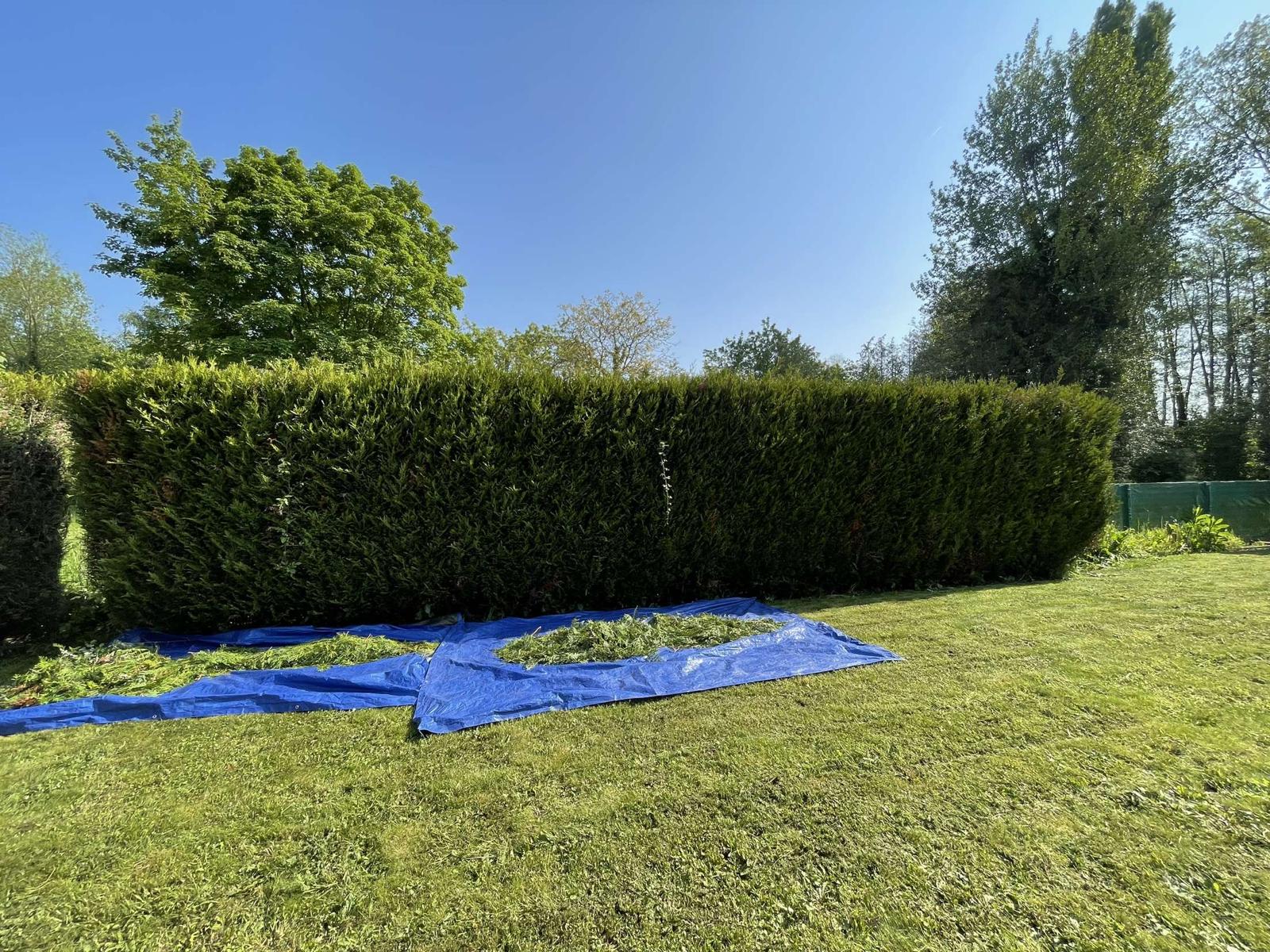 Haie de thuyas taillée à Rivecourt avec bâches de ramassage des déchets verts