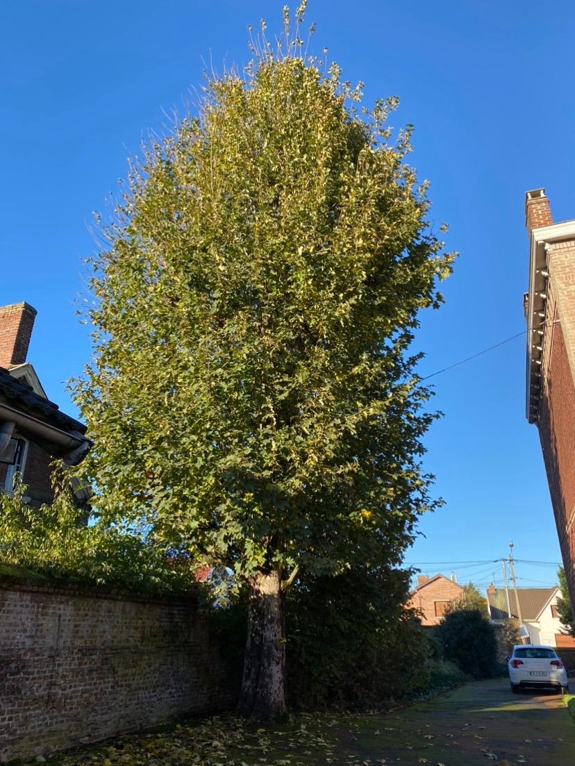 Grand arbre d'alignement taillé en rideau le long d'un mur